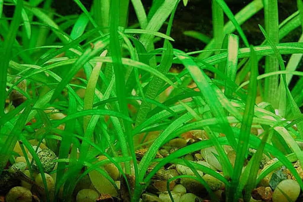 This plant is relatively low-maintenance, requiring only occasional trimming to keep its shape and prevent overgrowth.