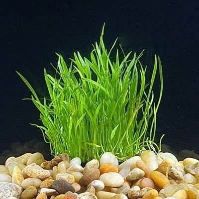 Micro Sword (Lilaeopsis Brasiliensis) is a low-growing aquatic plant ideal for foreground or carpet placement in freshwater aquariums.