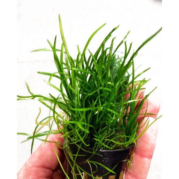 This plant thrives in moderate to high lighting conditions. It requires ample light to maintain its lush, green appearance and to promote faster, fuller growth in aquarium setups.