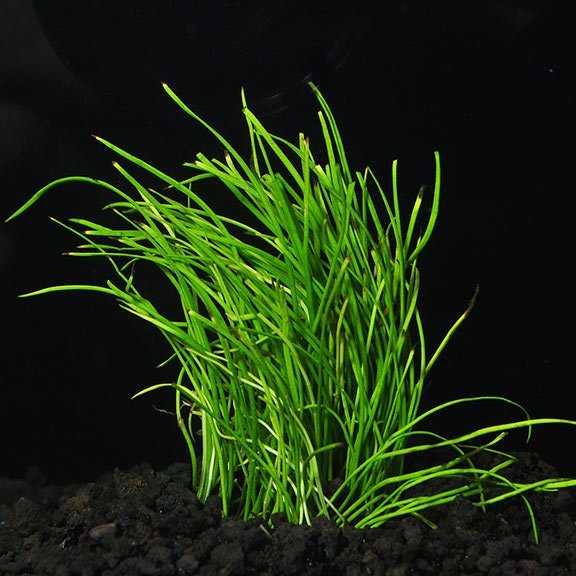 Micro Sword (Lilaeopsis Brasiliensis) spreads quickly through runners, creating a seamless green carpet over time.