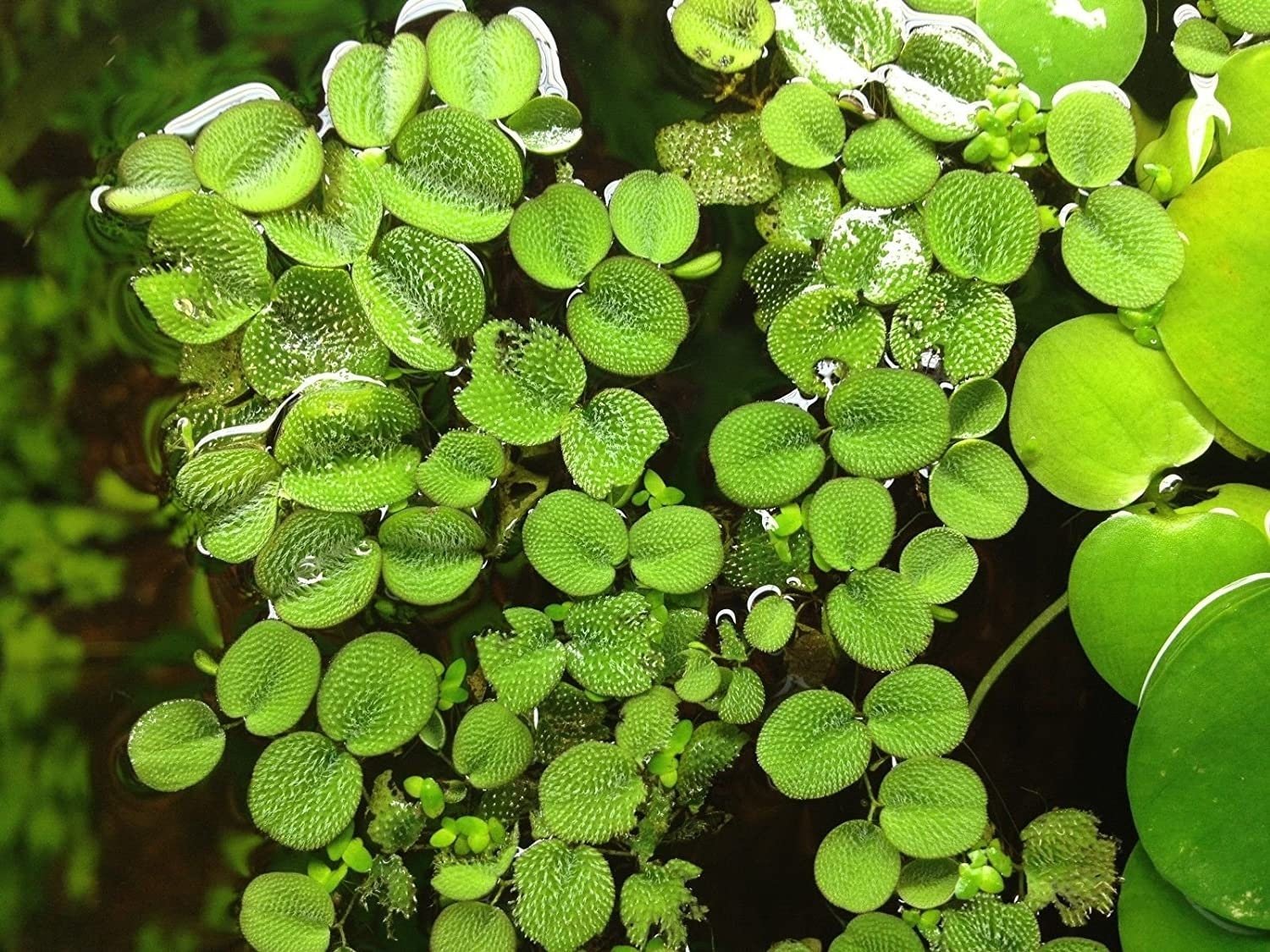The plant's vibrant green hue adds aesthetic appeal to any setup.