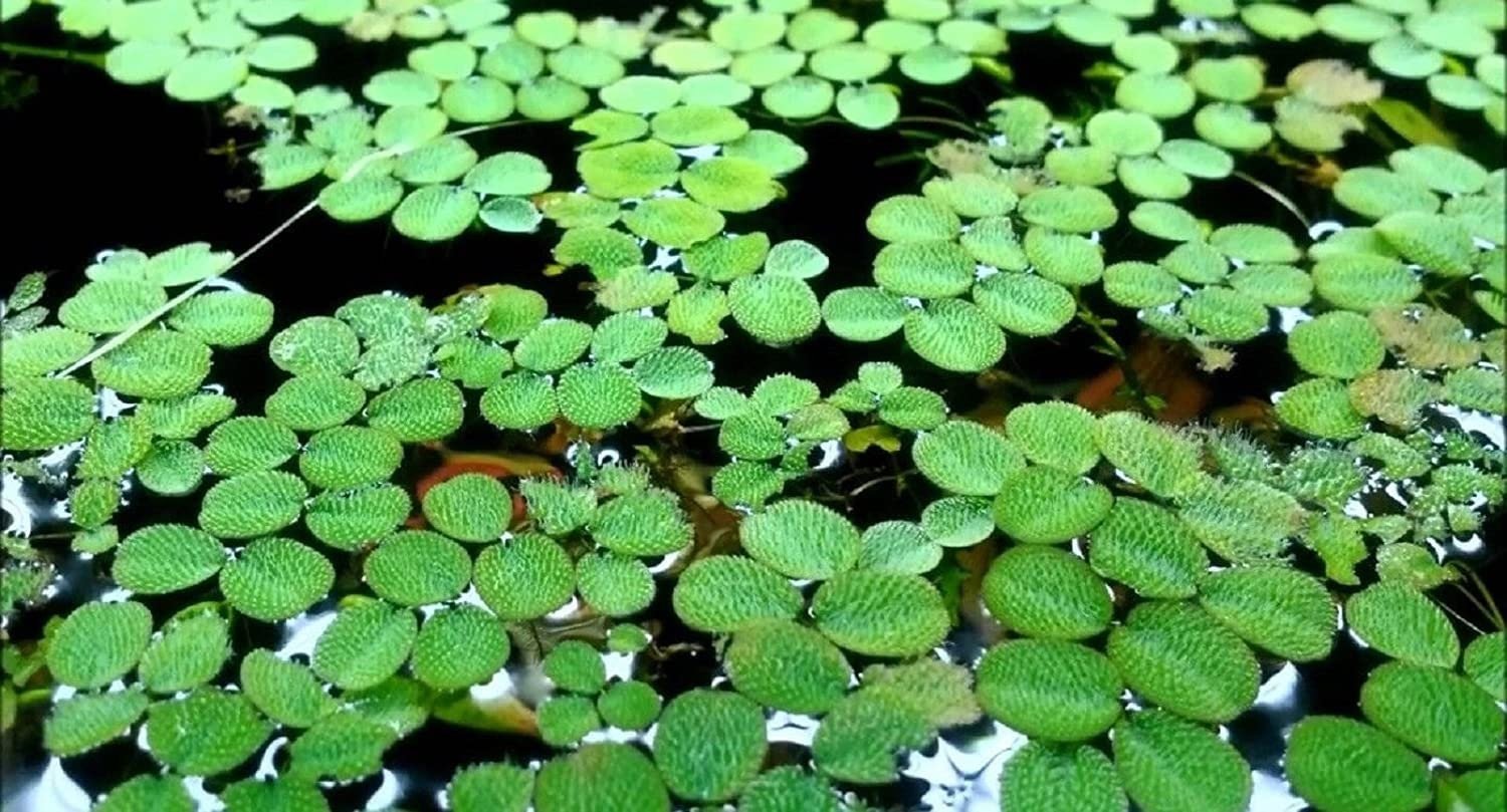 It acts as a natural water filter, absorbing excess nutrients such as nitrates and phosphates, which helps maintain a balanced aquatic ecosystem.