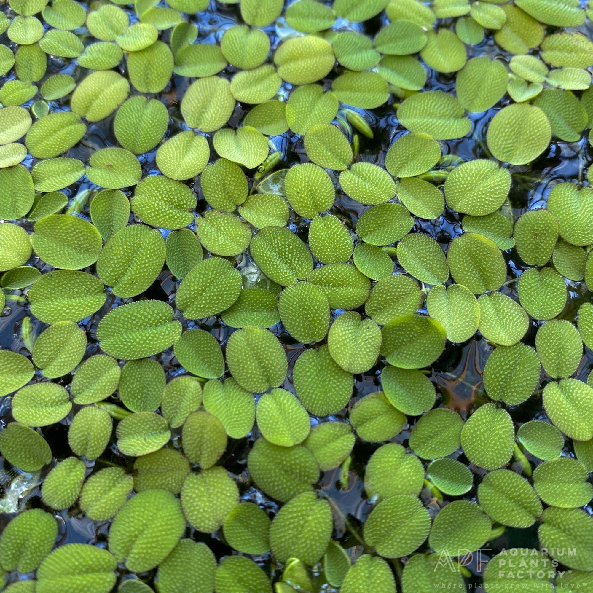 They prefer moderate to high humidity and can tolerate a wide range of water conditions, making them adaptable to various aquascapes.