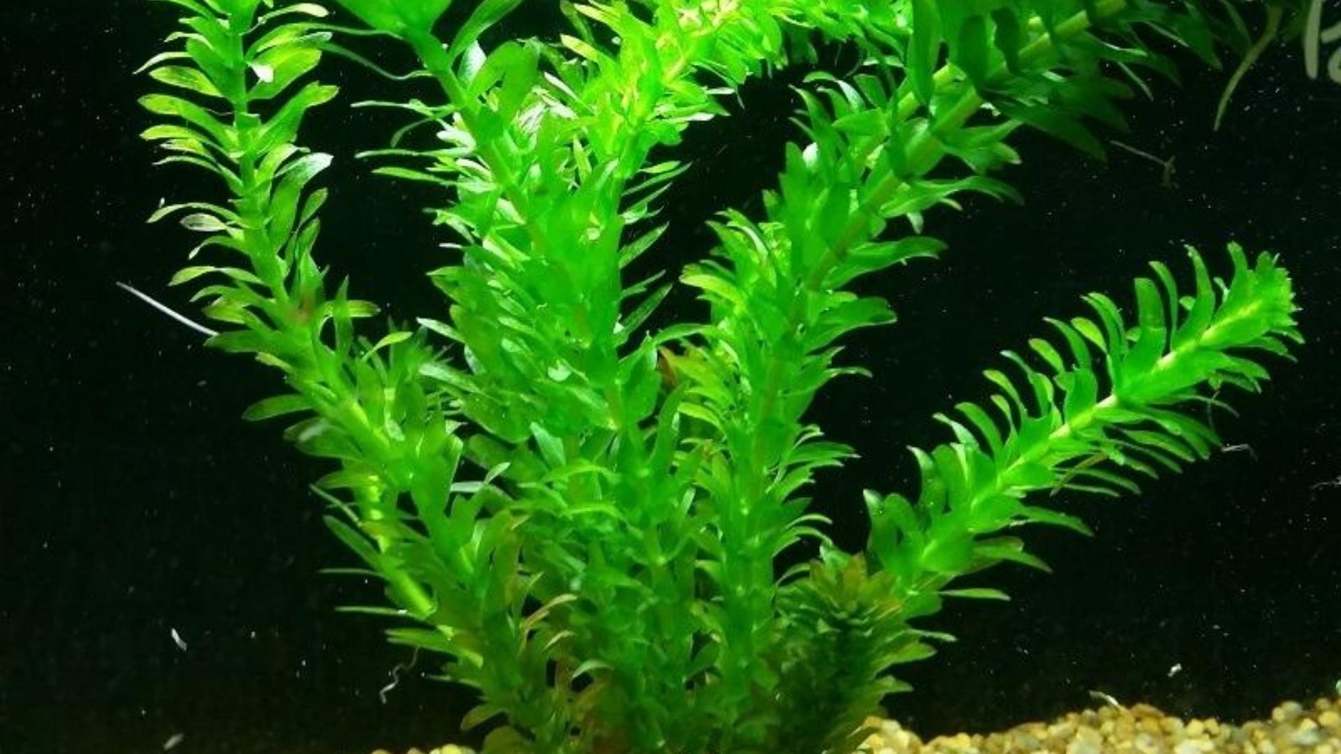 This plant can reach heights of up to 3 feet, making it an excellent choice for background planting in aquariums.