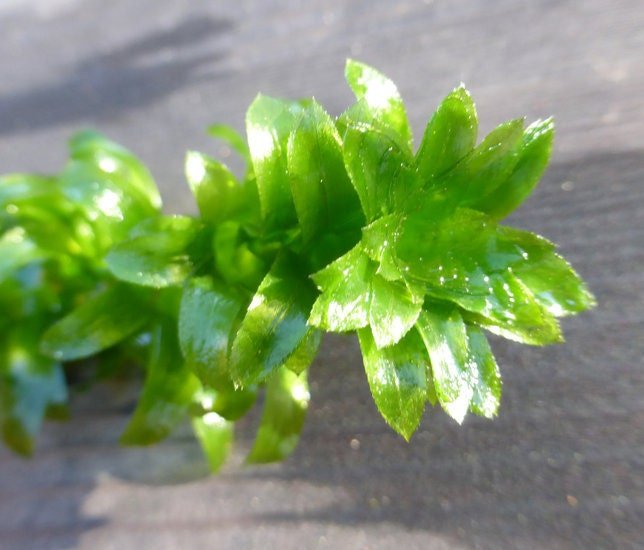 Anacharis thrives in a variety of water conditions, making it highly adaptable.
