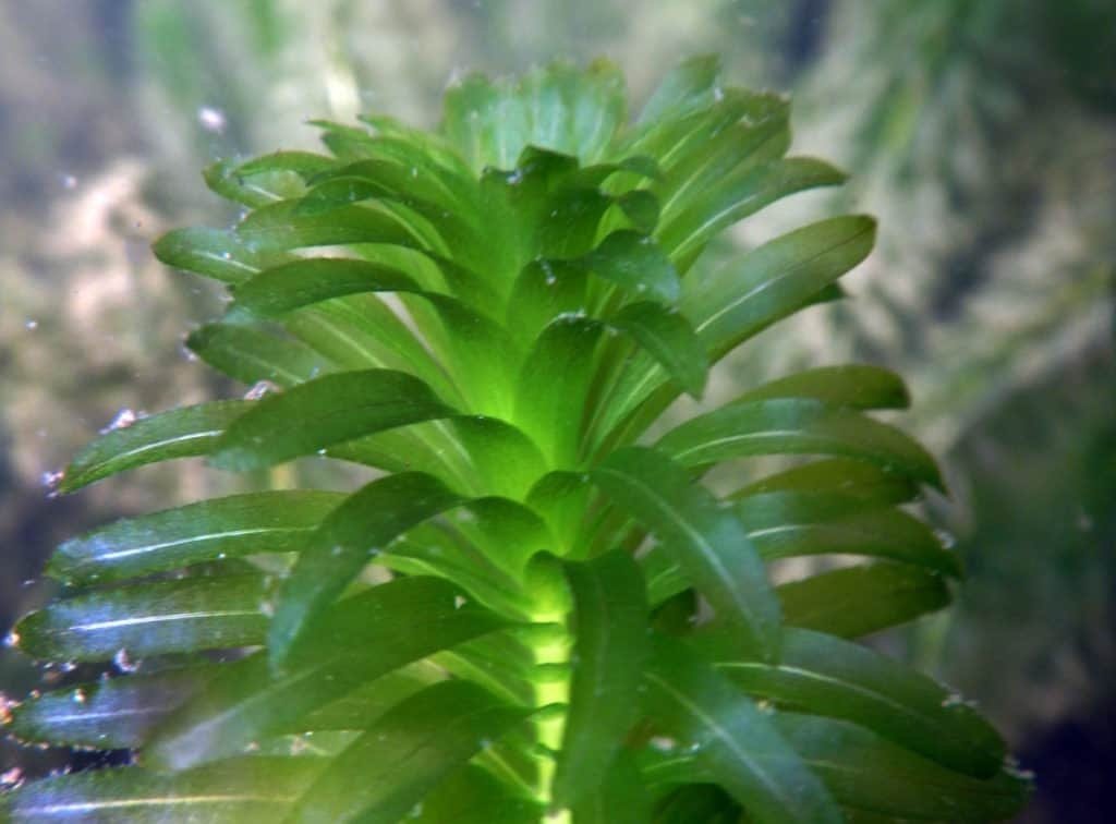 It can grow in both low and high light conditions and is tolerant of a wide range of temperatures and pH levels, making it suitable for various aquatic environments.