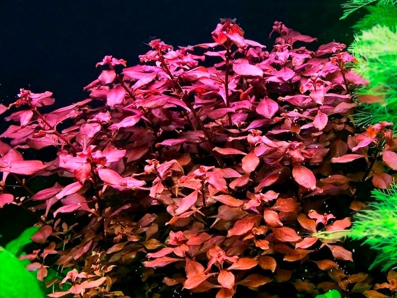 This plant can adapt to a range of water parameters, thriving in slightly acidic to neutral pH levels.