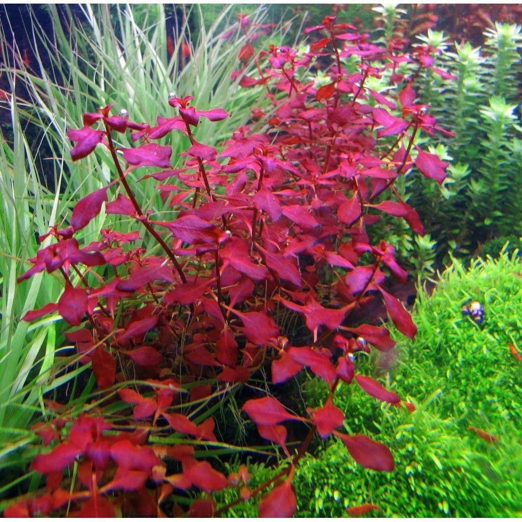 Ludwigia Super Red "Mini" is relatively easy to care for, making it suitable for both beginner and experienced aquarists.