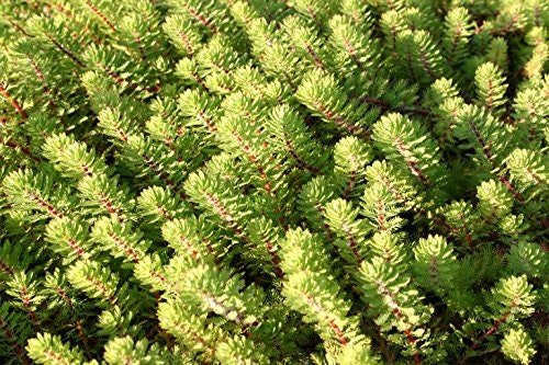This plant requires regular pruning to maintain its shape and promote healthy growth.