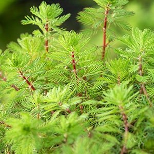 Dwarf Red Stem Parrot Feather can be propagated easily through cuttings. Simply snip off healthy stems, and replant them in substrate or float them in the water until they develop roots.