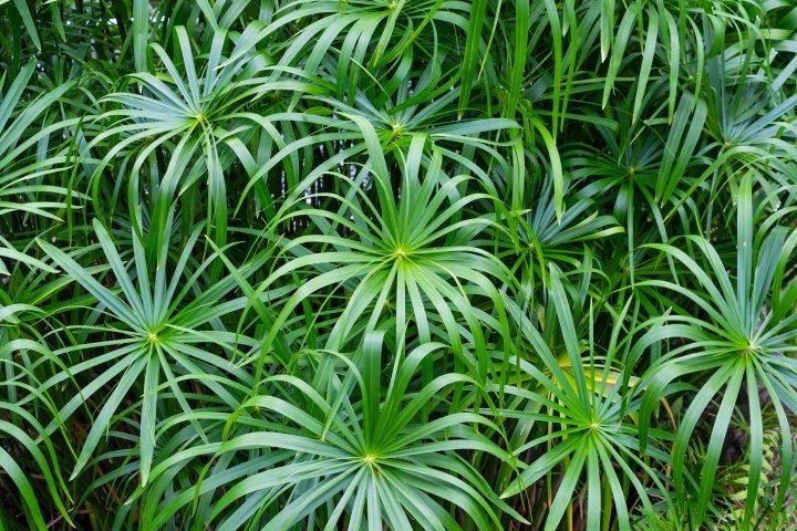 Umbrella Palm 'Baby Tut' (Cyperus gracilis) is a compact, water-loving ornamental grass that brings unique texture and structure to garden landscapes.