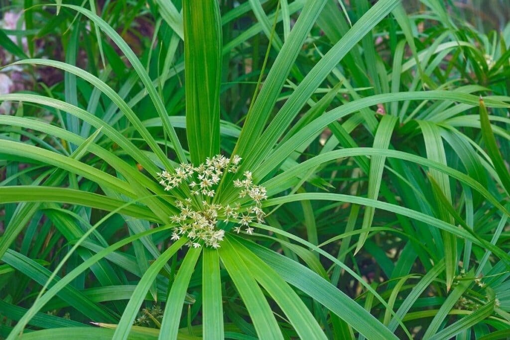 It can also grow in regular garden soil as long as it's kept moist. 'Baby Tut' is hardy in USDA zones 9-11 and can be grown as an annual in cooler climates.
