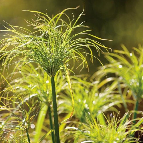 Umbrella Palm 'Baby Tut' requires minimal maintenance. It prefers full sun to partial shade and thrives in consistently moist or wet soils.