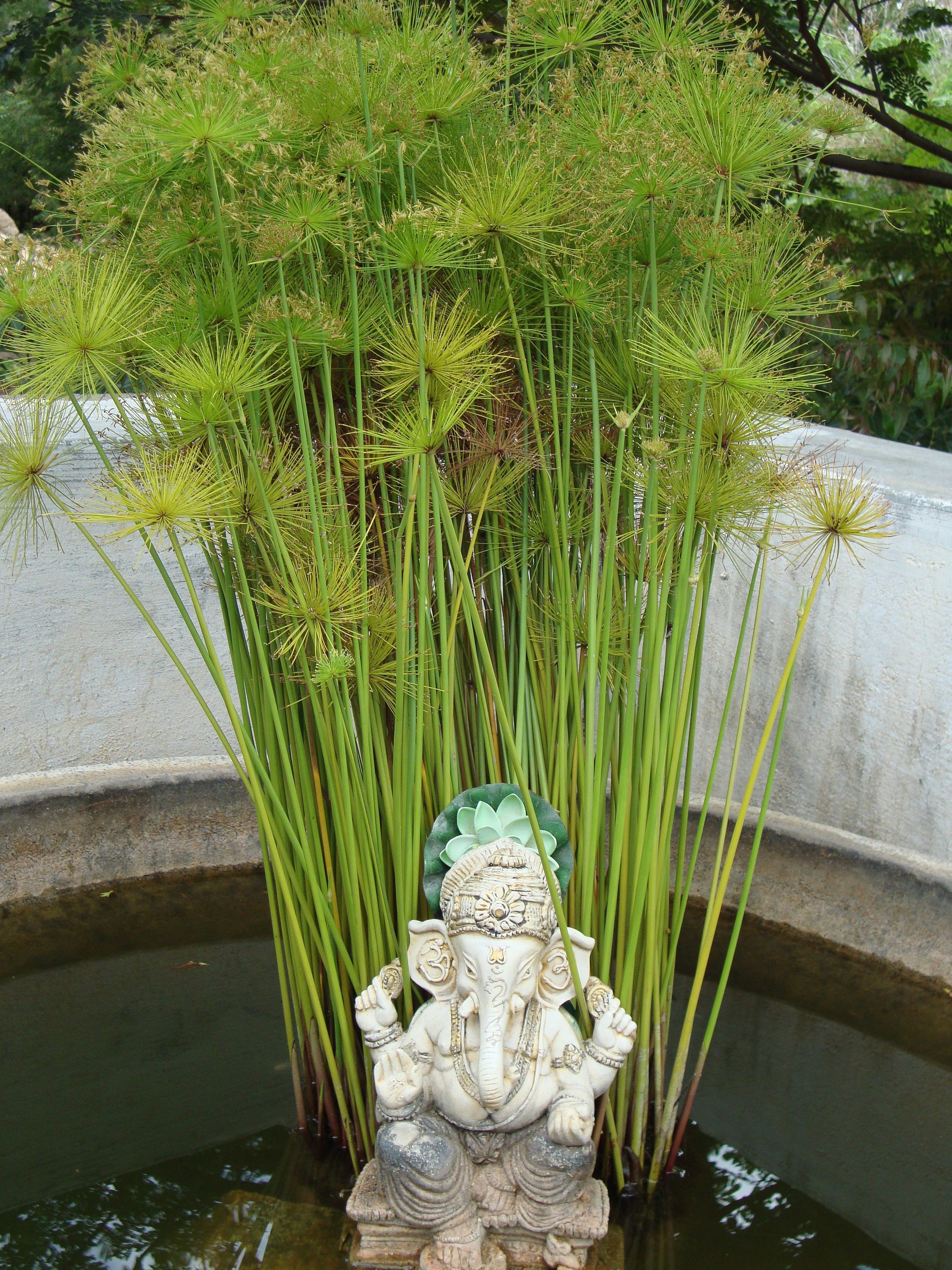 This plant can be grown in water up to several inches deep, making it a favorite for water gardens and aquatic landscapes.