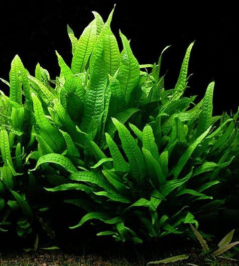 Bright Green Java Fern against black background