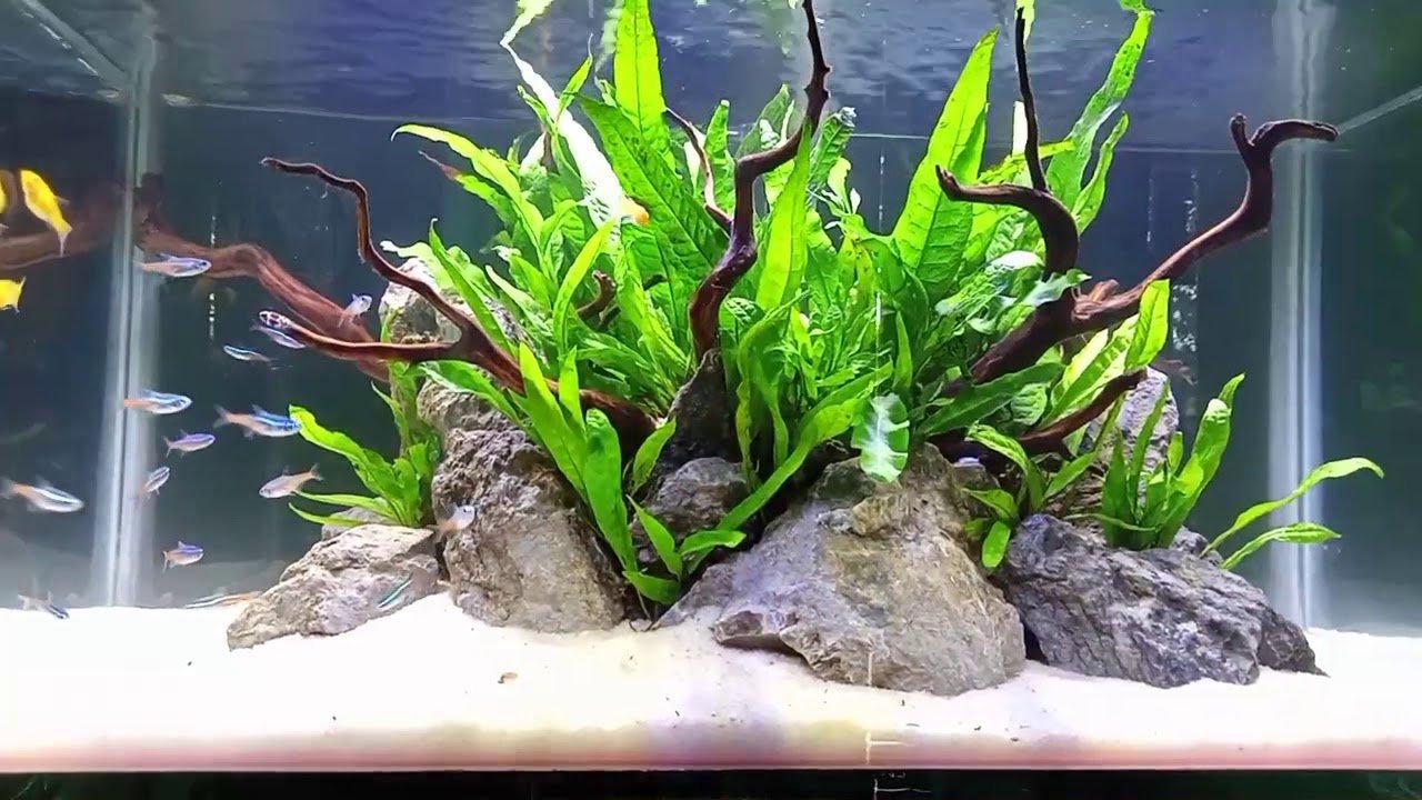 java fern in an island diorama style aquascape