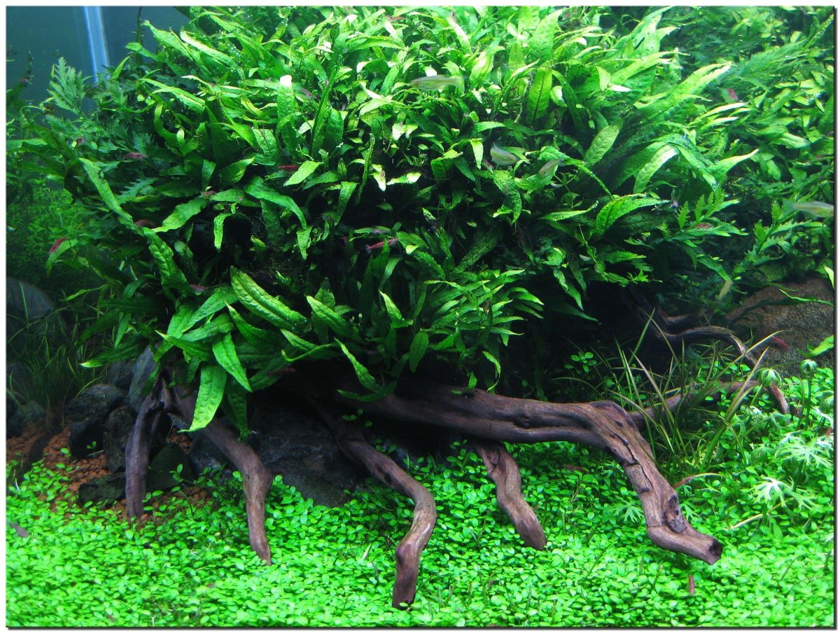 lush green java fern with brown driftwood