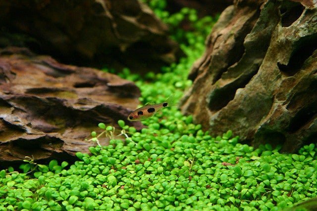 Glosso (Glossostigma Elatinoides) is a fast-growing, low-lying plant that is often used to create lush foreground carpets in planted aquariums.