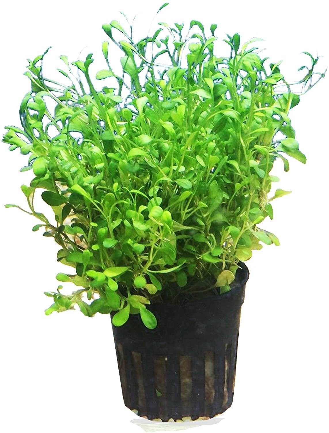 Glosso (Glossostigma Elatinoides) requires CO2 injection to flourish optimally, as it’s a fast-growing species that demands adequate carbon dioxide and nutrients
