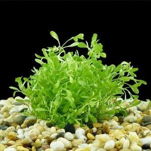 This plant features small, rounded leaves and thin stems that spread across the substrate, forming dense mats.