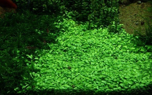 Glosso (Glossostigma Elatinoides) grows best in nutrient-rich substrates, as it absorbs nutrients through its roots.