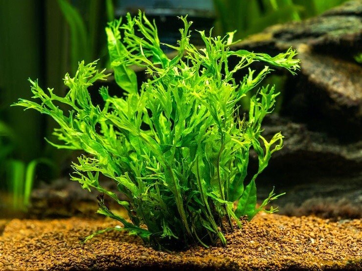 Java Fern "Windelov" (Lacey Java Fern) Easy Live Aquarium Pond Aquatic Plant