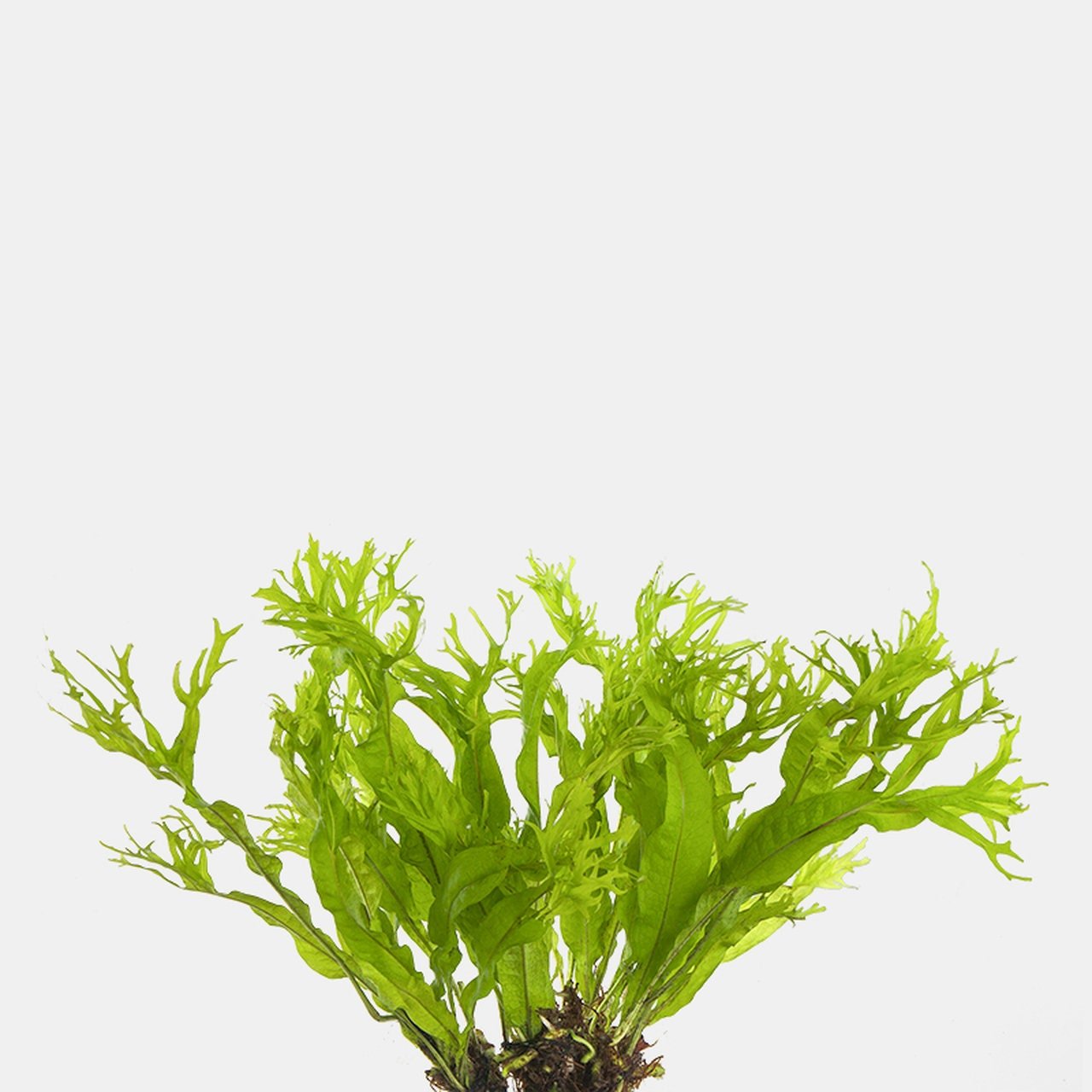 Java Fern "Windelov" (Lacey Java Fern) Easy Live Aquarium Pond Aquatic Plant