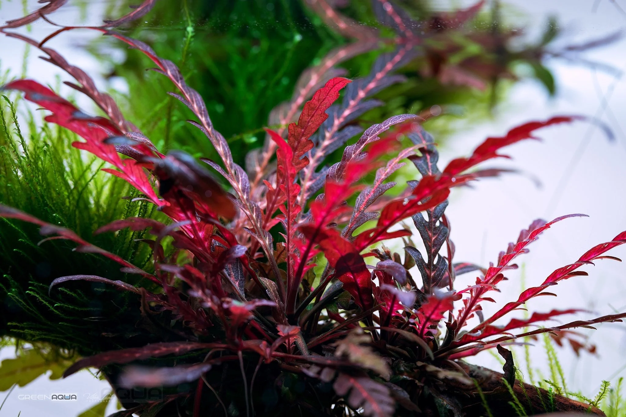 Hygrophila Pinnatifida Easy Live Aquarium Pond Aquatic Plant