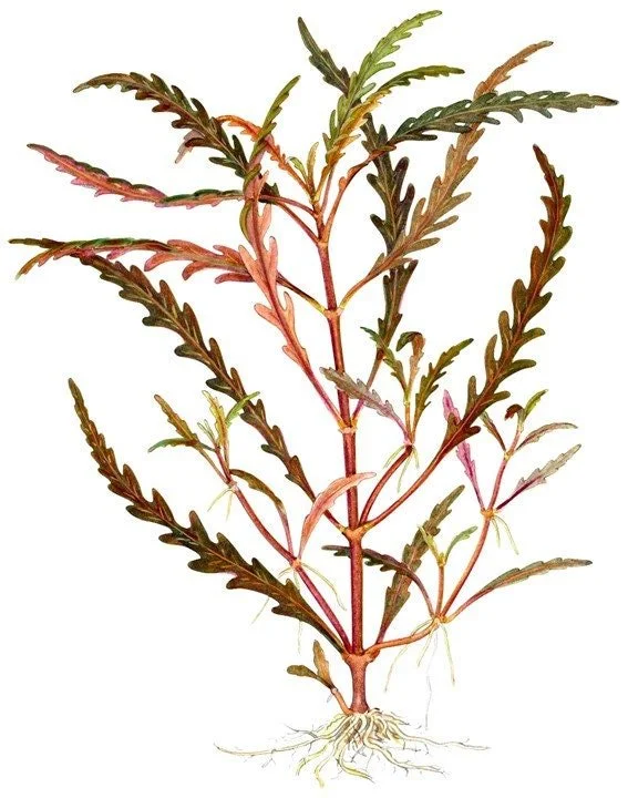 Hygrophila Pinnatifida Easy Live Aquarium Pond Aquatic Plant