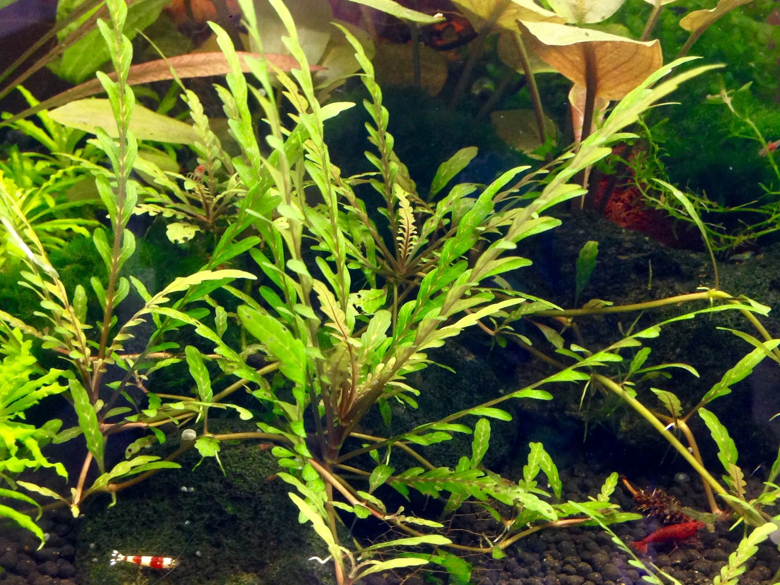 Hygrophila Pinnatifida Easy Live Aquarium Pond Aquatic Plant