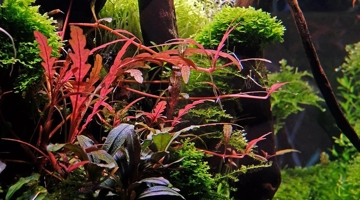 Hygrophila Pinnatifida Easy Live Aquarium Pond Aquatic Plant