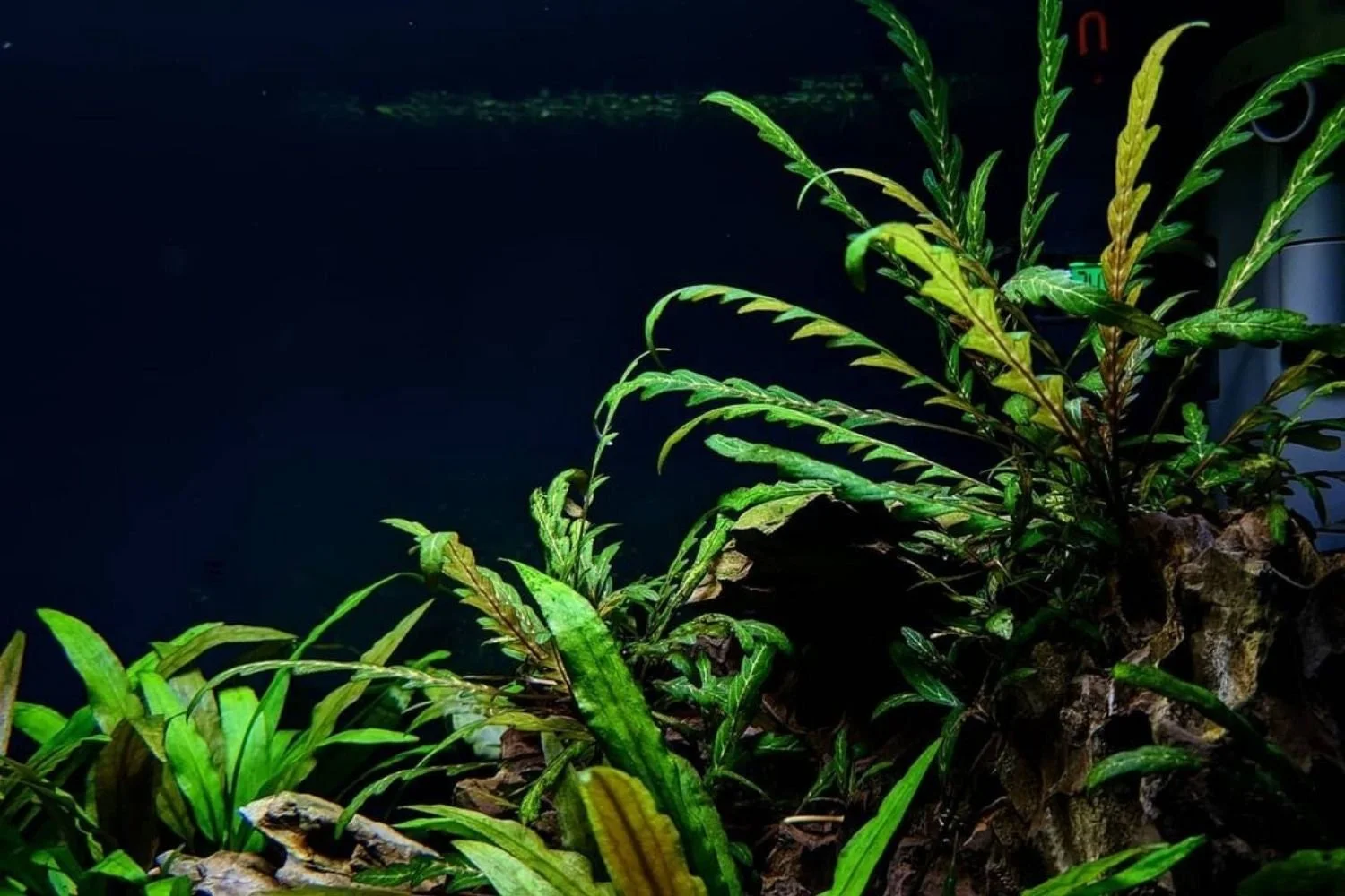 Hygrophila Pinnatifida Easy Live Aquarium Pond Aquatic Plant