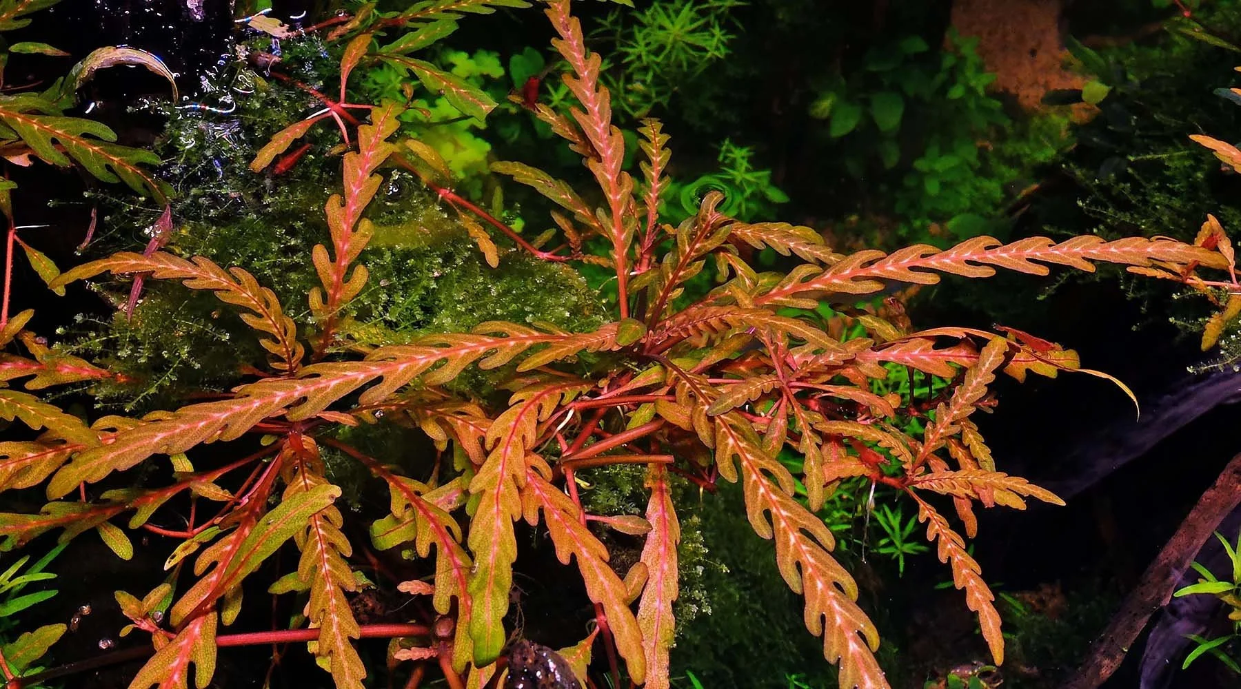 Hygrophila Pinnatifida Easy Live Aquarium Pond Aquatic Plant