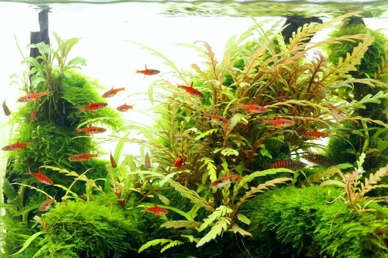 Hygrophila Pinnatifida Easy Live Aquarium Pond Aquatic Plant