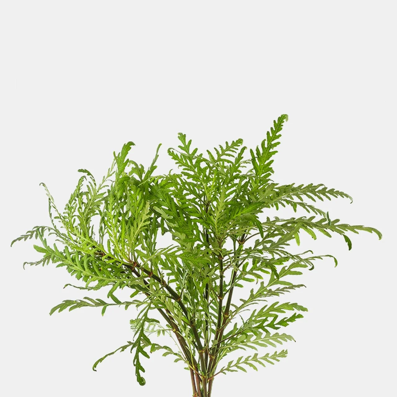 Hygrophila Pinnatifida Easy Live Aquarium Pond Aquatic Plant