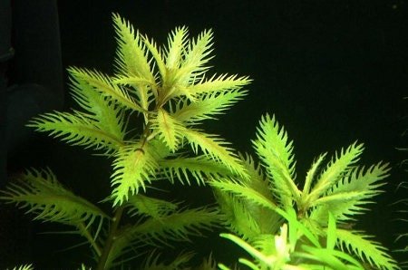 This plant is also a great choice for wetland gardens and ponds, where it can grow in shallow water or along the water’s edge.