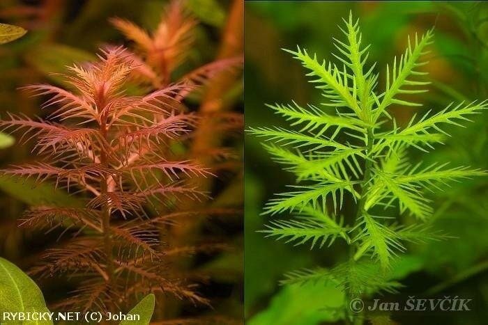 Mermaid Weed (Proserpinaca Palustris) is a unique aquatic and semi-aquatic plant that stands out with its finely serrated, feathery leaves