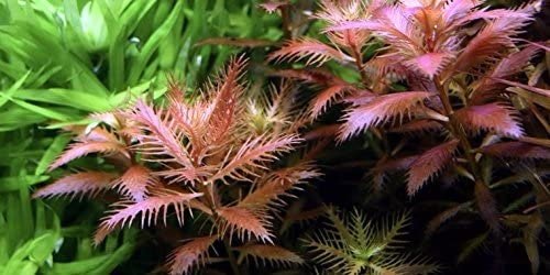 It transitions between underwater and above-water forms, making it an intriguing addition to aquariums, ponds, and wetland gardens.