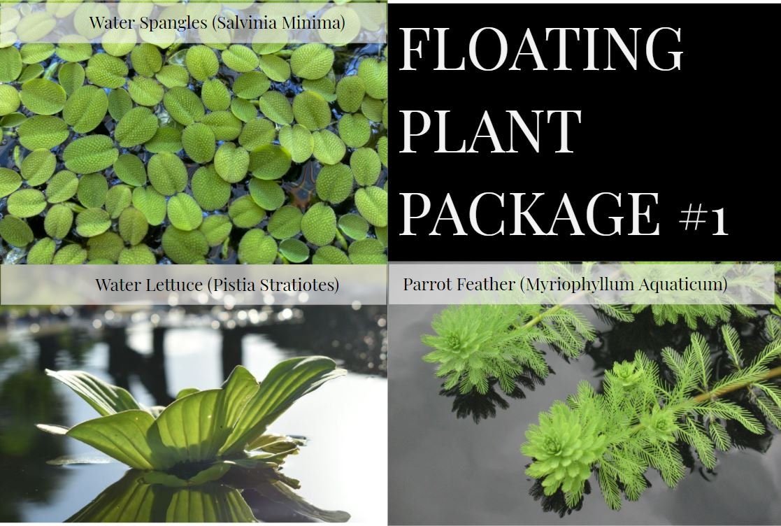 Pack of 3 Species Easy Live Aquarium Aquatic Pond plants