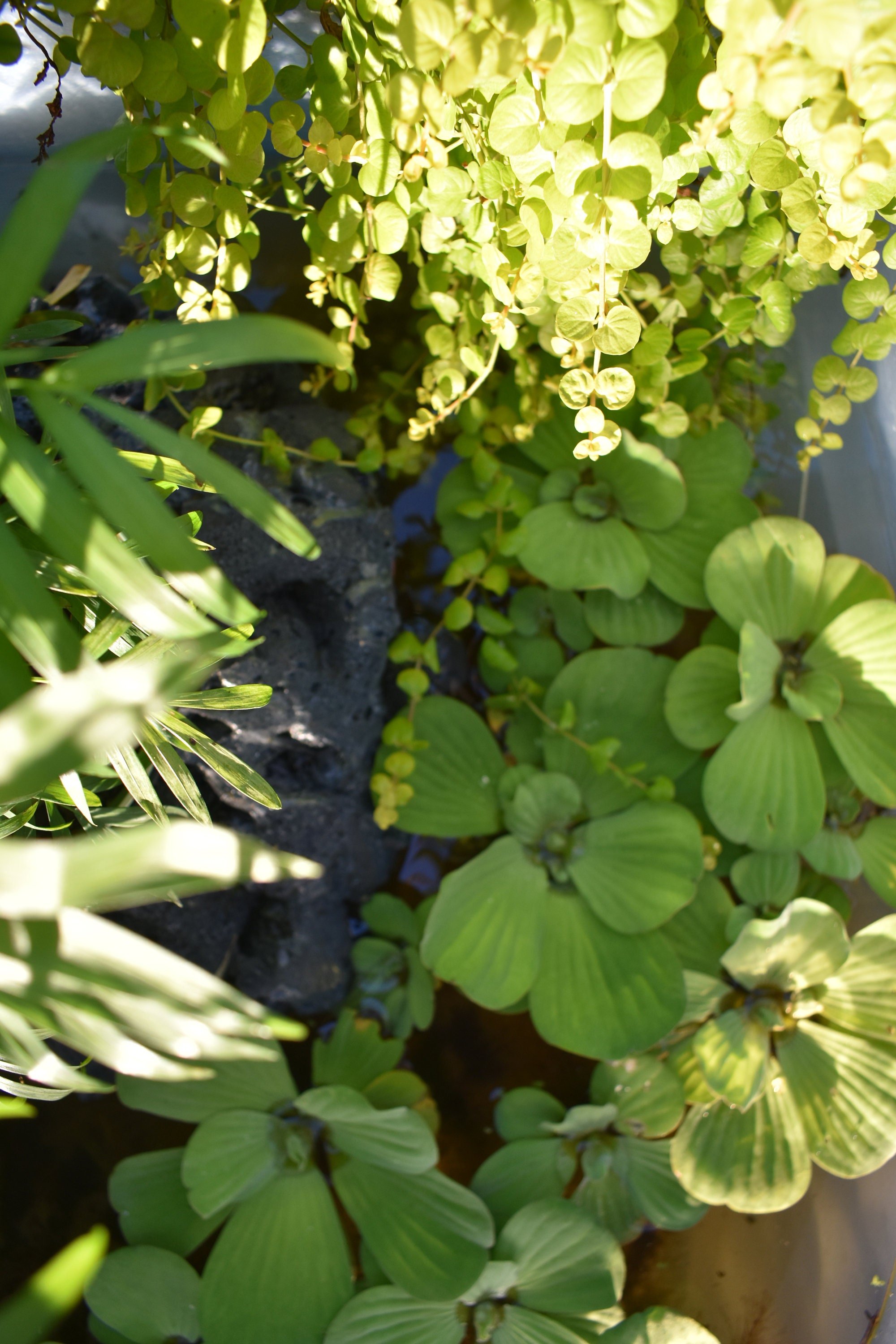 Pack of 3 Species Easy Live Aquarium Aquatic Pond plants