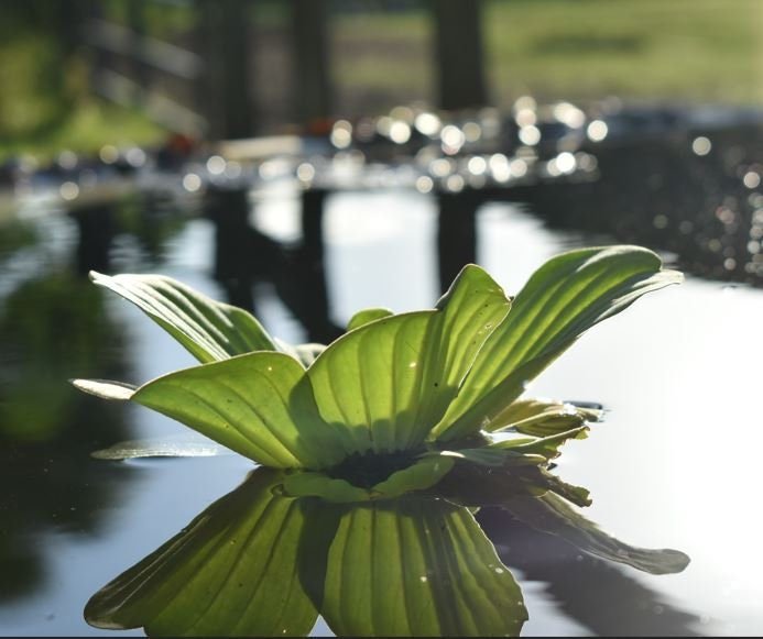 Pack of 3 Species Easy Live Aquarium Aquatic Pond plants