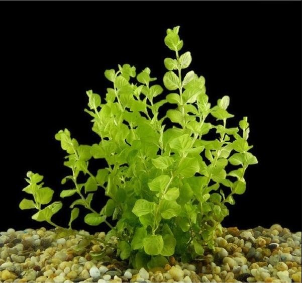 Golden Lloydiella-Golden Creeping Jenny (Lysimachia nummularia 'Aurea') Easy Live Aquarium Aquatic Plant