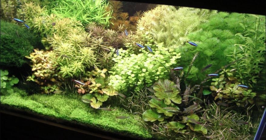Golden Lloydiella-Golden Creeping Jenny (Lysimachia nummularia 'Aurea') Easy Live Aquarium Aquatic Plant