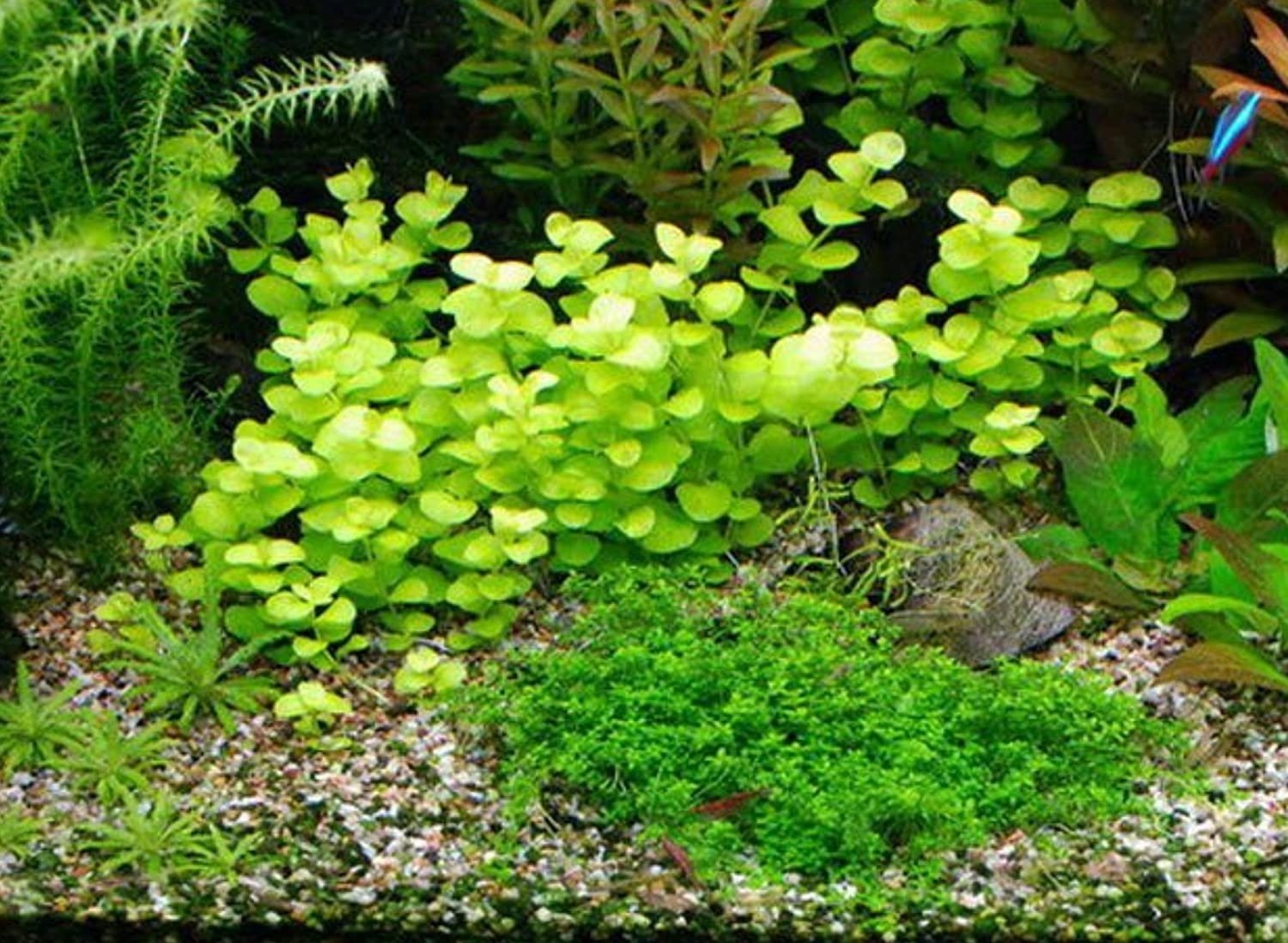 Golden Lloydiella-Golden Creeping Jenny (Lysimachia nummularia 'Aurea') Easy Live Aquarium Aquatic Plant