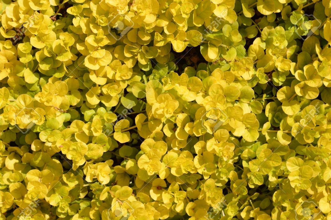 Golden Lloydiella-Golden Creeping Jenny (Lysimachia nummularia 'Aurea') Easy Live Aquarium Aquatic Plant