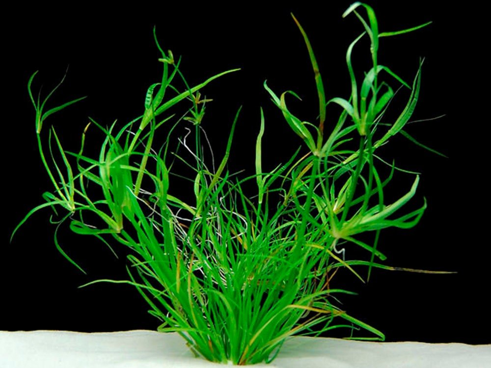 Juncus Repens thrives in nutrient-rich substrates, though it can also grow in less nutrient-dense environments if supplemented with liquid fertilizers.