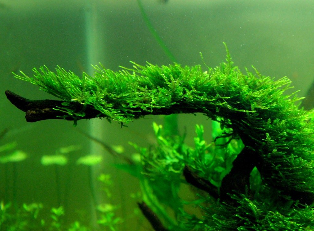 Christmas Moss Xmas Moss Easy Aquatic Plant for Planted Aquarium Tank –  Glass Aqua