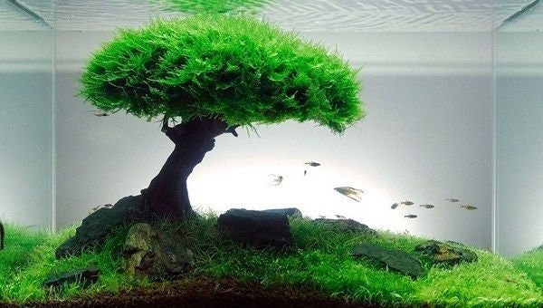 Does anyone know why does my christmas moss look like this? : r/PlantedTank