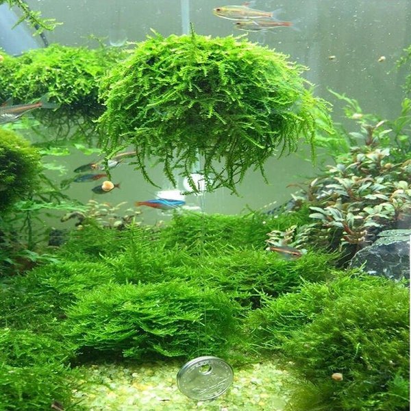 Christmas Moss Xmas Moss Easy Aquatic Plant for Planted Aquarium Tank –  Glass Aqua