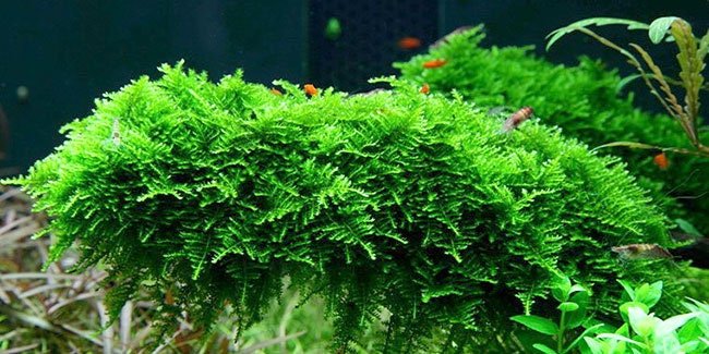 Christmas moss tub – AC Aqua Plants